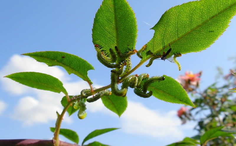 ROSE SAW FLY