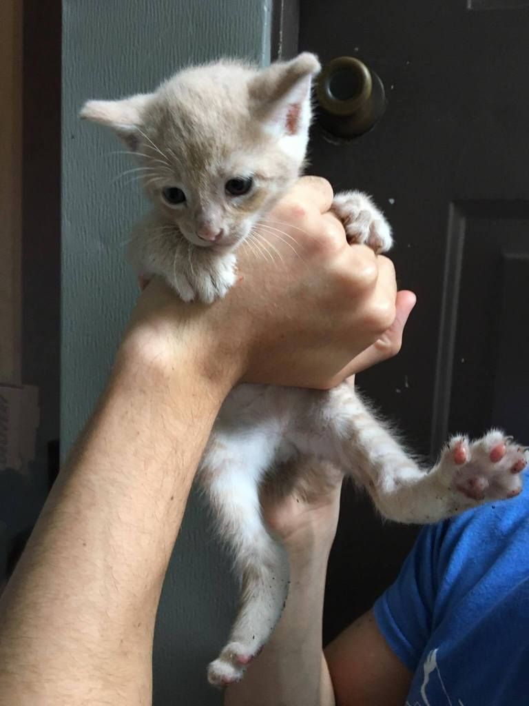 Orange Boy