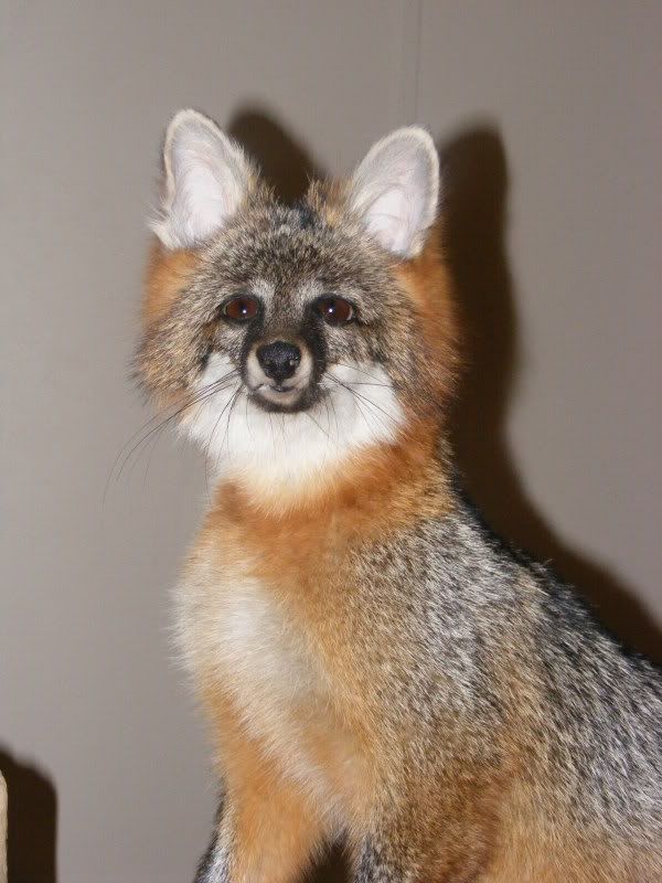 Grey Fox Mount Kentucky Hunting