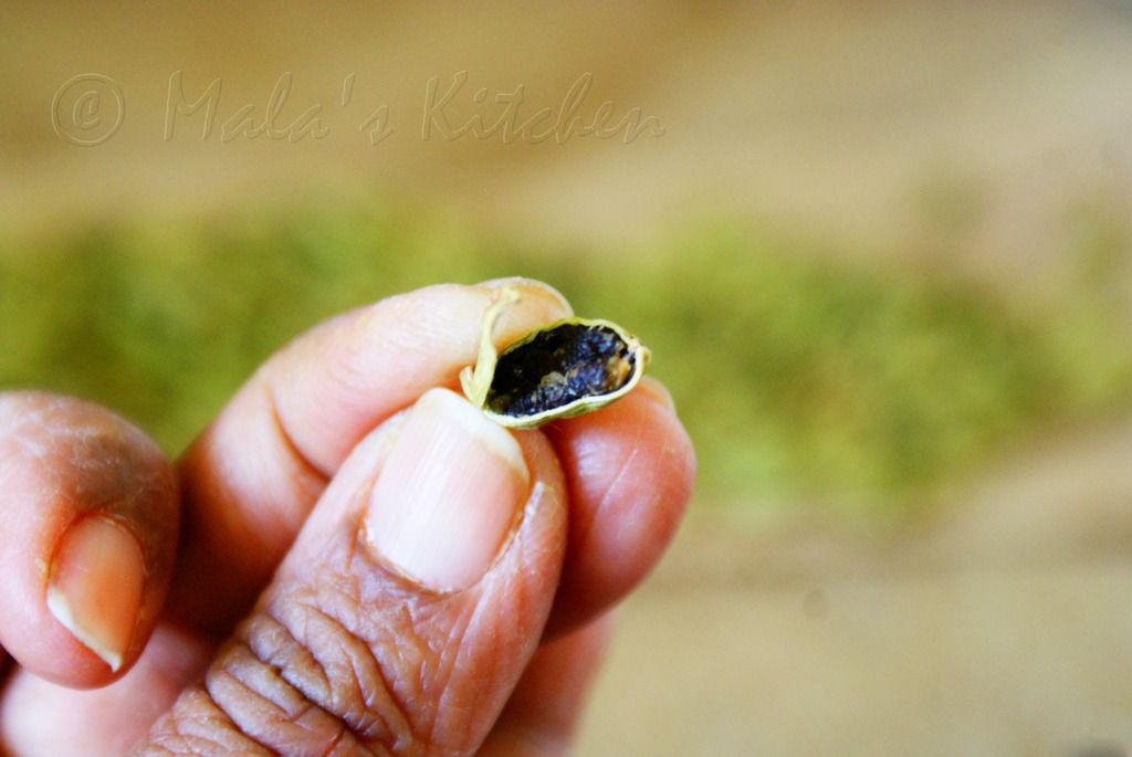 photo cardamompod4_zpsj4b9dyuv.jpg