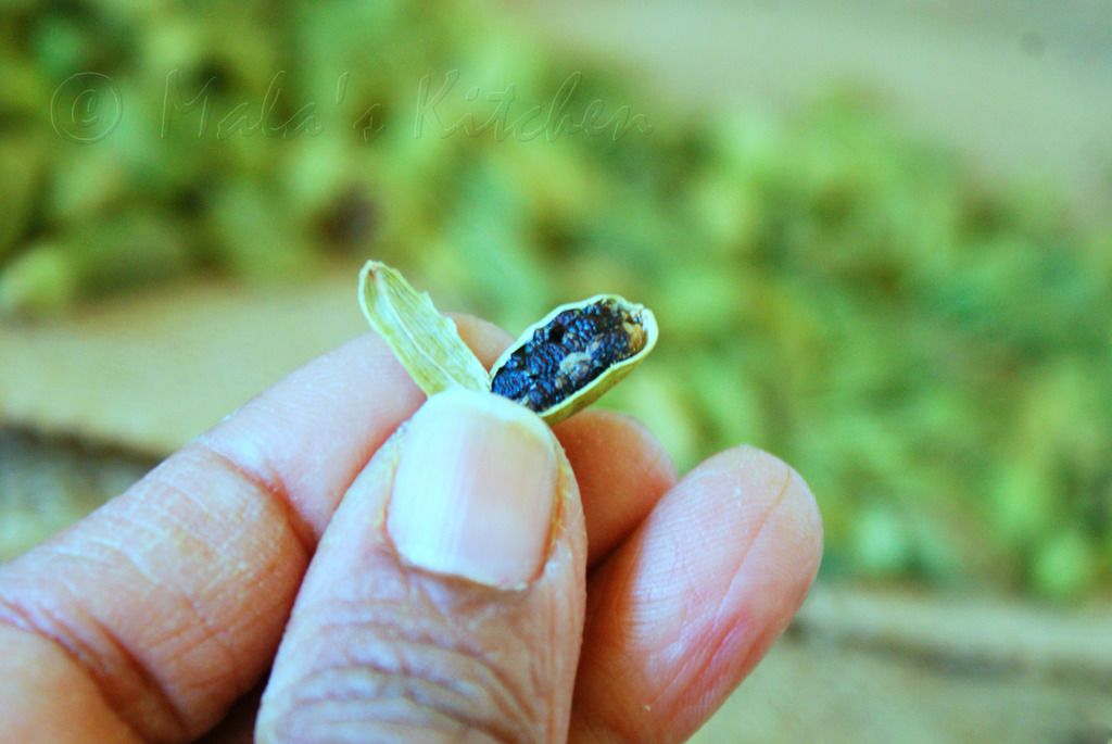 photo cardamompod8_zpskzzzhd5i.jpg