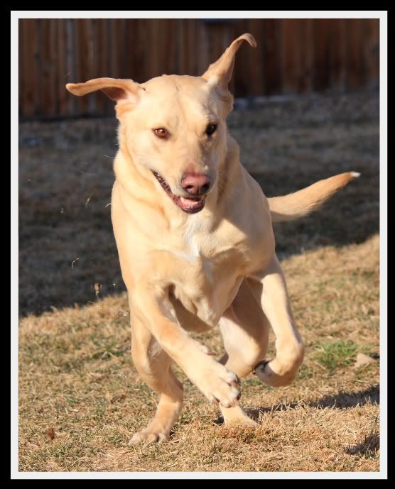 IMAGE: http://i53.photobucket.com/albums/g43/smmokan/DogsMarch0010.jpg