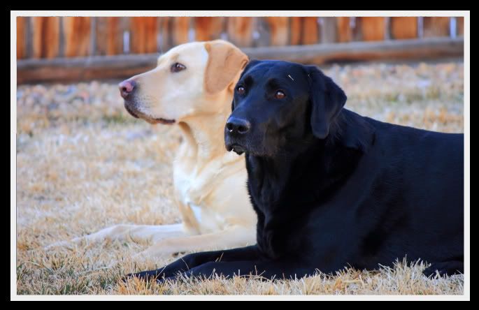 IMAGE: http://i53.photobucket.com/albums/g43/smmokan/DogsMarch0011.jpg