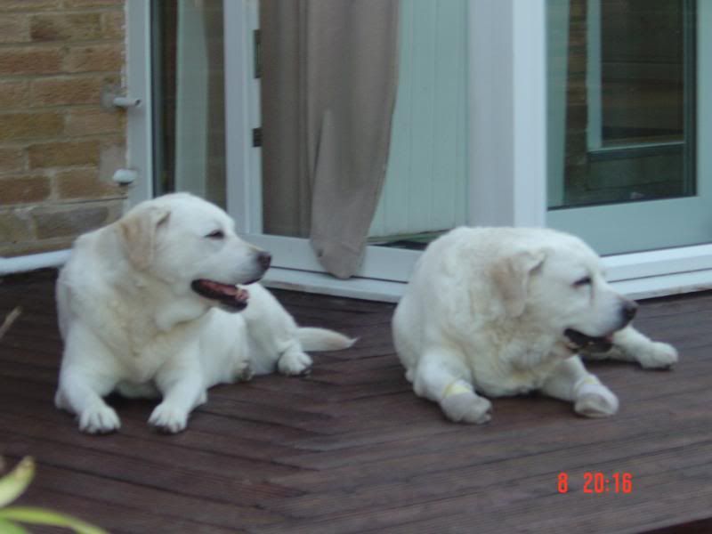 How do you keep a sock on a dog !!!! UK Pet Forums Forum