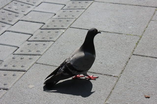 Taube Taube