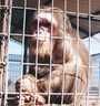 monkey monkey
