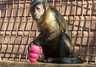 Mindys monkeys Mindys monkeys
