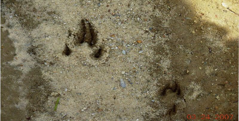 princess crown template to print. princess crown template to