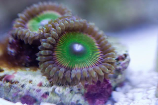 corals-07-8.jpg