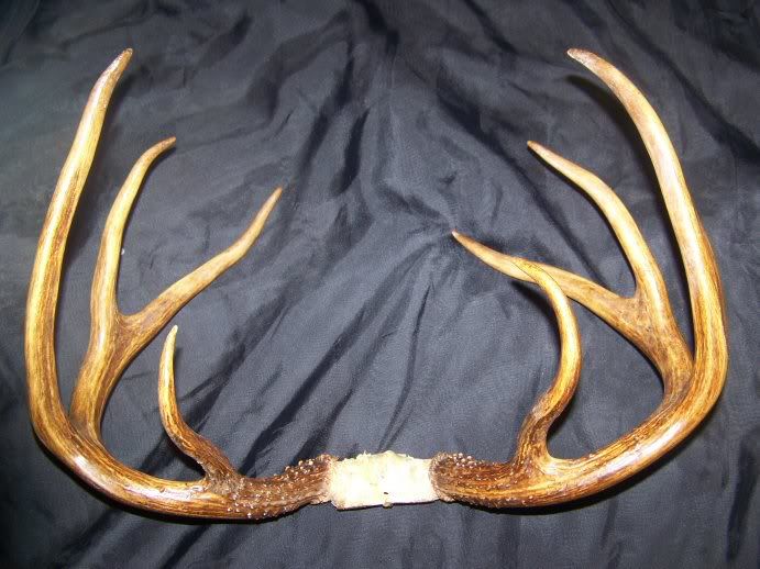 Antlers1.jpg