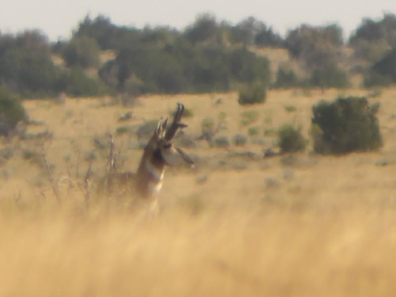 antelope004.jpg