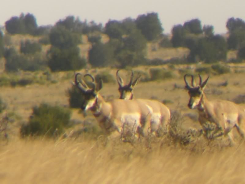 antelope027.jpg