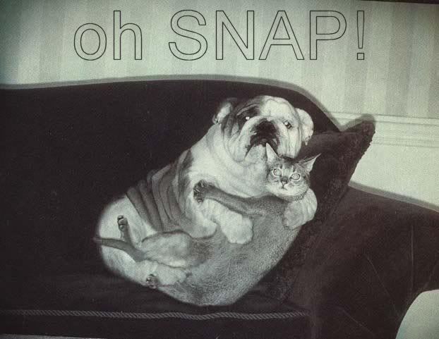 dogcatsnap.jpg