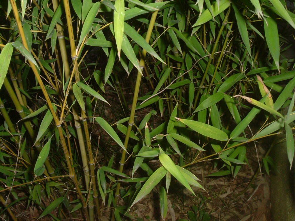 Bambu2.jpg