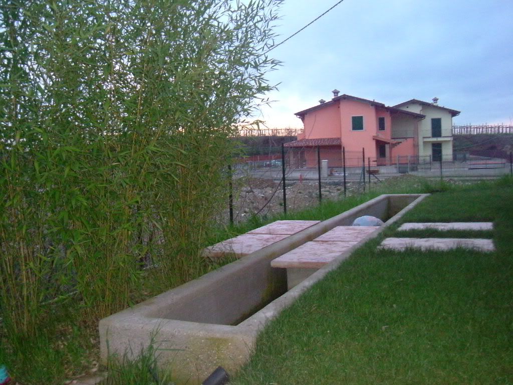 Vascaebambu1.jpg