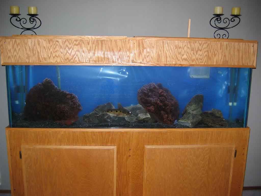 Fishtank3.jpg