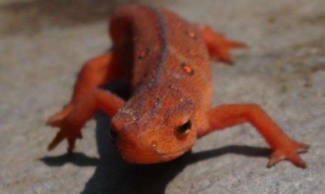 red-spotted newt