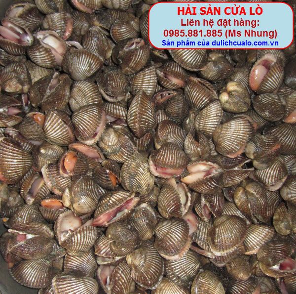 http://i53.photobucket.com/albums/g56/phungbinh/haisancualo/IMG_3811.jpg