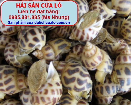 http://i53.photobucket.com/albums/g56/phungbinh/haisancualo/ochuong.jpg