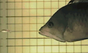 1270815540_fish-eating.gif