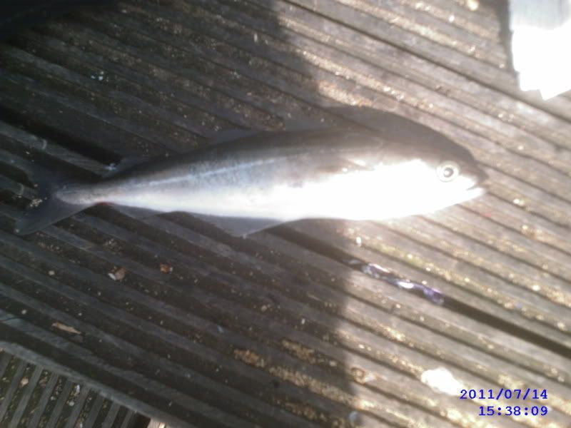 SUNP0093.jpg