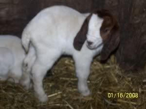 I finally got babies!! - Goats