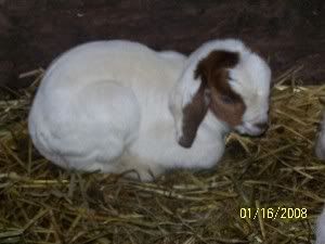 I finally got babies!! - Goats