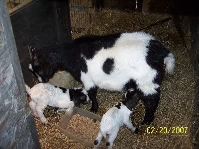 New babies finally!!! - Goats