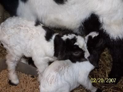 New babies finally!!! - Goats