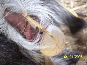 Neat birthing pictures - Goats