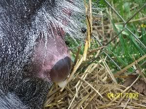 Neat birthing pictures - Goats