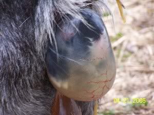 Neat birthing pictures - Goats