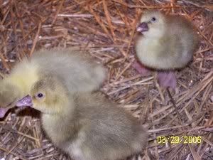 How do you post pictures? - Goats