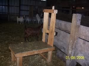 My Christmas present - Goats