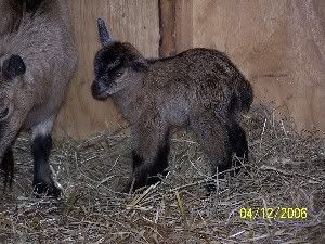 New babies! - Goats