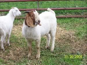 Got new goats for my birthday! - Goats