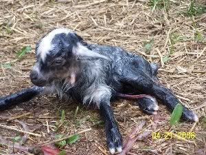 We Have DISCHARGE!! - Goats