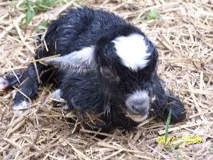 We Have DISCHARGE!! - Goats