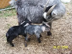 We Have DISCHARGE!! - Goats