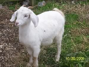 Got new goats for my birthday! - Goats