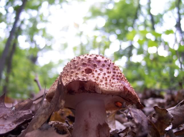 Mushroom Maniacs! Identify These Please! - Homesteading Questions