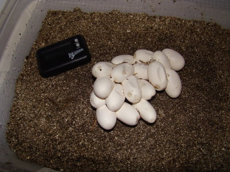 4-12-09.jpg