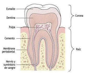 estructura del diente