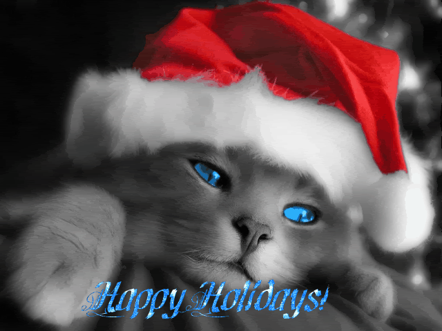 christmas cat Pictures, Images and Photos