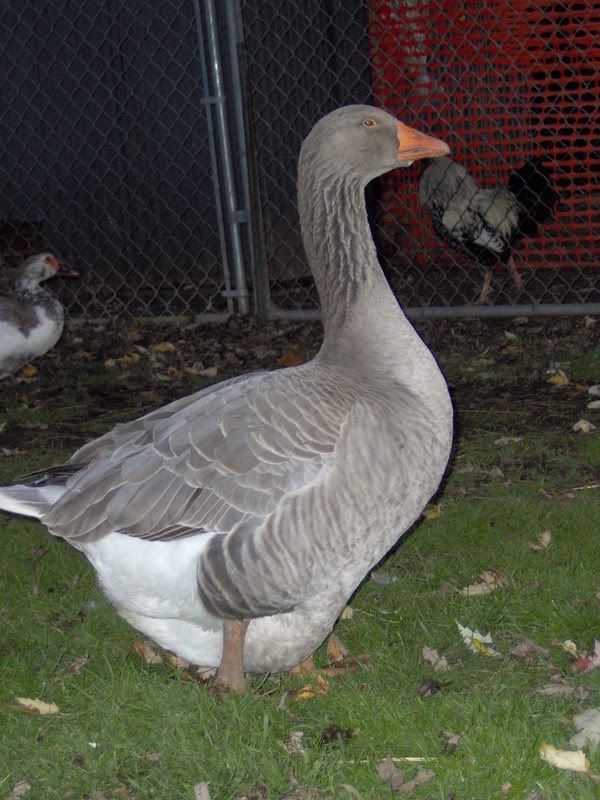 SOLD: AMERICAN BLUE GEESE EGGS for test hatch: MI | Page 2 | BackYard