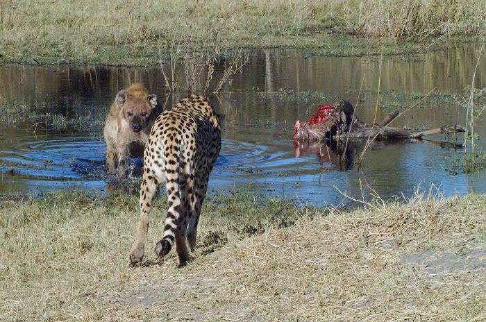 Cheetah Vs Antelope