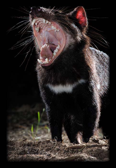 honey badger vs tasmanian devil. Well basically the Devils