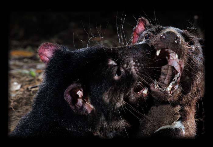 honey badger vs tasmanian devil. Is the Devil that agile,