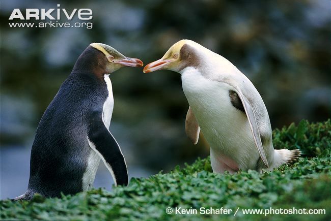 Yellow Eyed Penguin Diet Pictures