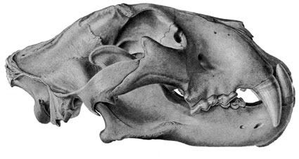 http://i53.photobucket.com/albums/g62/TigerQuoll/Extinct%20felines/Panthera-atrox-skull-illustration.jpg